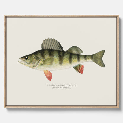Kökstavla med en Abborre Poster – Canvastavla med fisk, fiskposter, tavla till kök, poster till kök