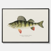 Kökstavla med en Abborre Poster – Canvastavla med fisk, fiskposter, tavla till kök, poster till kök
