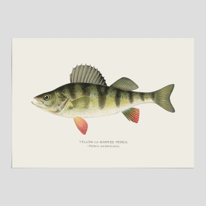 Kökstavla med en Abborre Poster – Plansch med fisk, fiskposter, tavla till kök, poster till kök