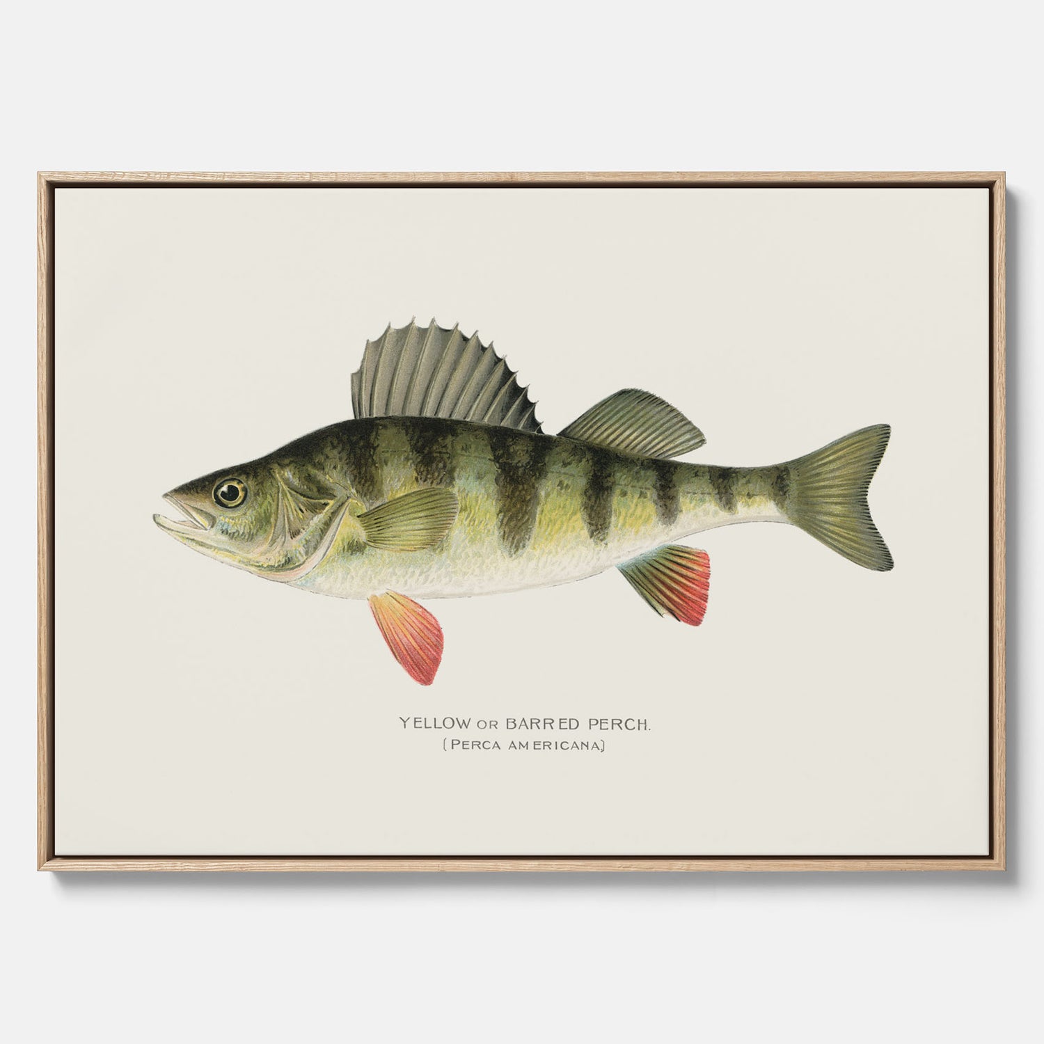 Kökstavla med en Abborre Poster – Canvastavla med fisk, fiskposter, tavla till kök, poster till kök