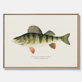 Kökstavla med en Abborre Poster – Canvastavla med fisk, fiskposter, tavla till kök, poster till kök