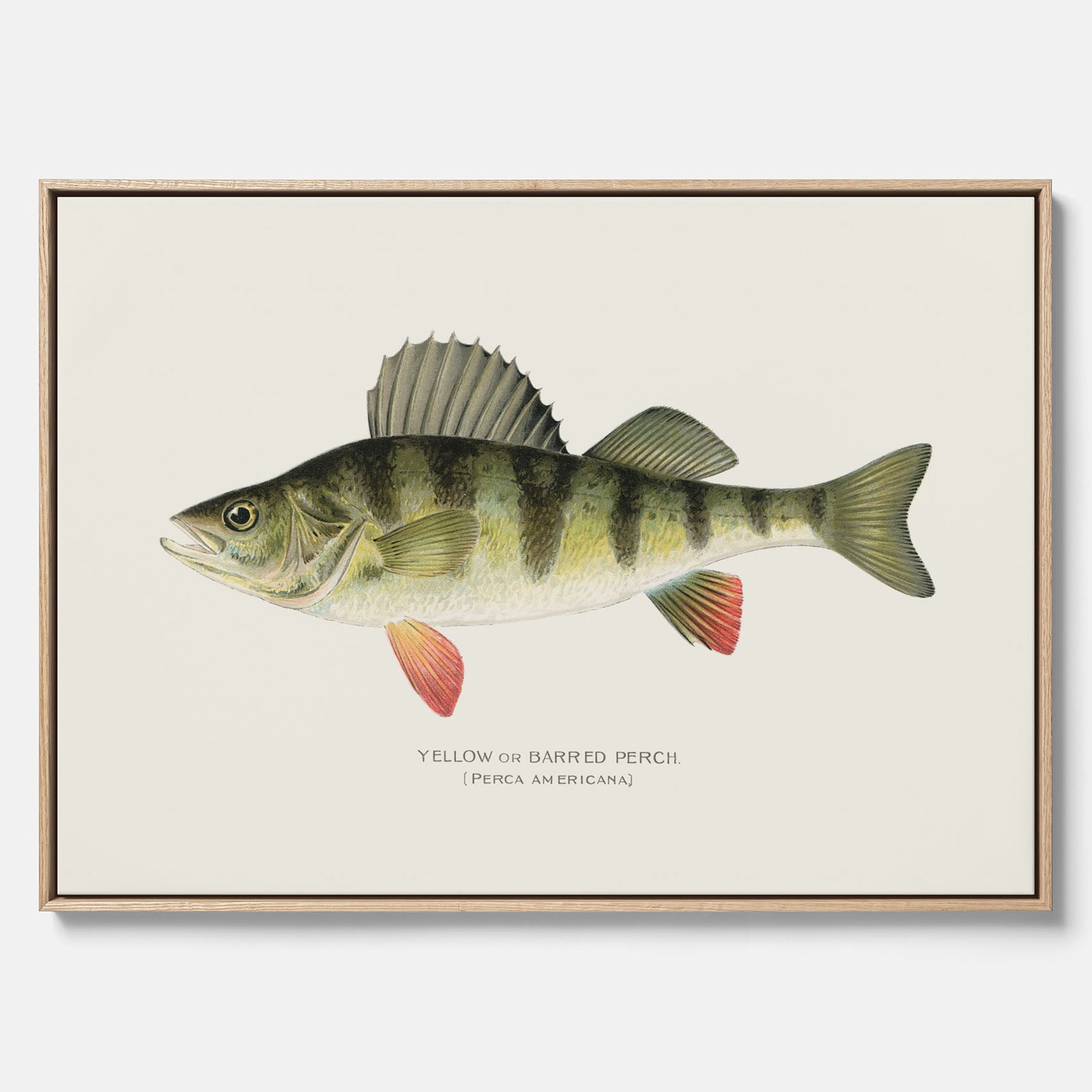 Kökstavla med en Abborre Poster – Canvastavla med fisk, fiskposter, tavla till kök, poster till kök