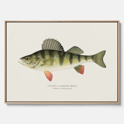 Kökstavla med en Abborre Poster – Canvastavla med fisk, fiskposter, tavla till kök, poster till kök