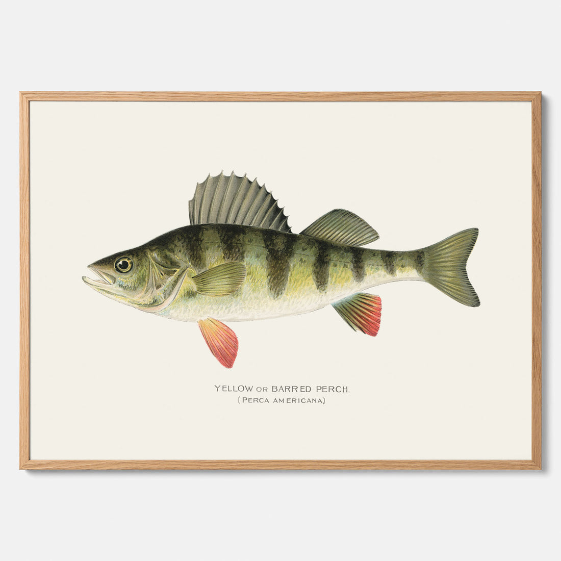 Kökstavla med en Abborre Poster – Plansch med fisk, fiskposter, tavla till kök, poster till kök