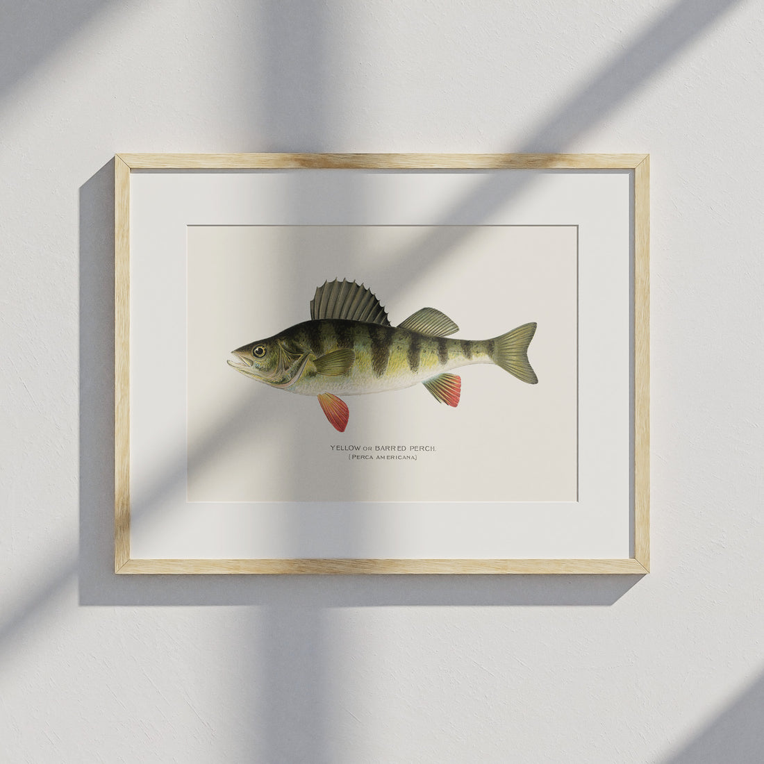 Kökstavla med en Abborre Poster – Plansch med fisk, fiskposter, tavla till kök, poster till kök