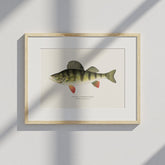 Kökstavla med en Abborre Poster – Plansch med fisk, fiskposter, tavla till kök, poster till kök