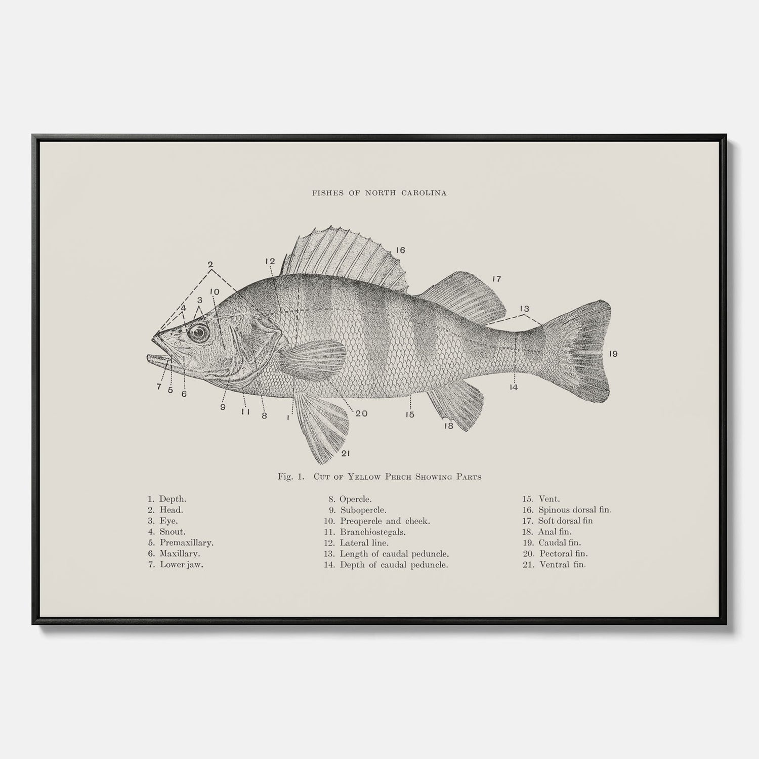 Canvas med Abborre poster No.2 – Fiskposter – Plansch med fisk, kökstavla, köksposter, poster till kök