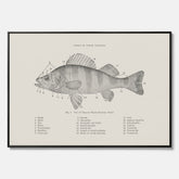 Canvas med Abborre poster No.2 – Fiskposter – Plansch med fisk, kökstavla, köksposter, poster till kök