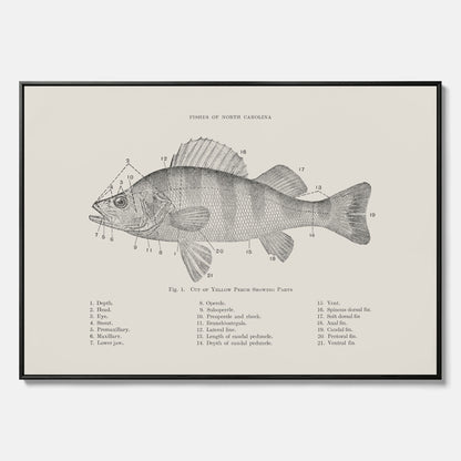 Canvas med Abborre poster No.2 – Fiskposter – Plansch med fisk, kökstavla, köksposter, poster till kök