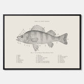 Abborre poster No.2 – Fiskposter – Plansch med fisk, kökstavla, köksposter, poster till kök