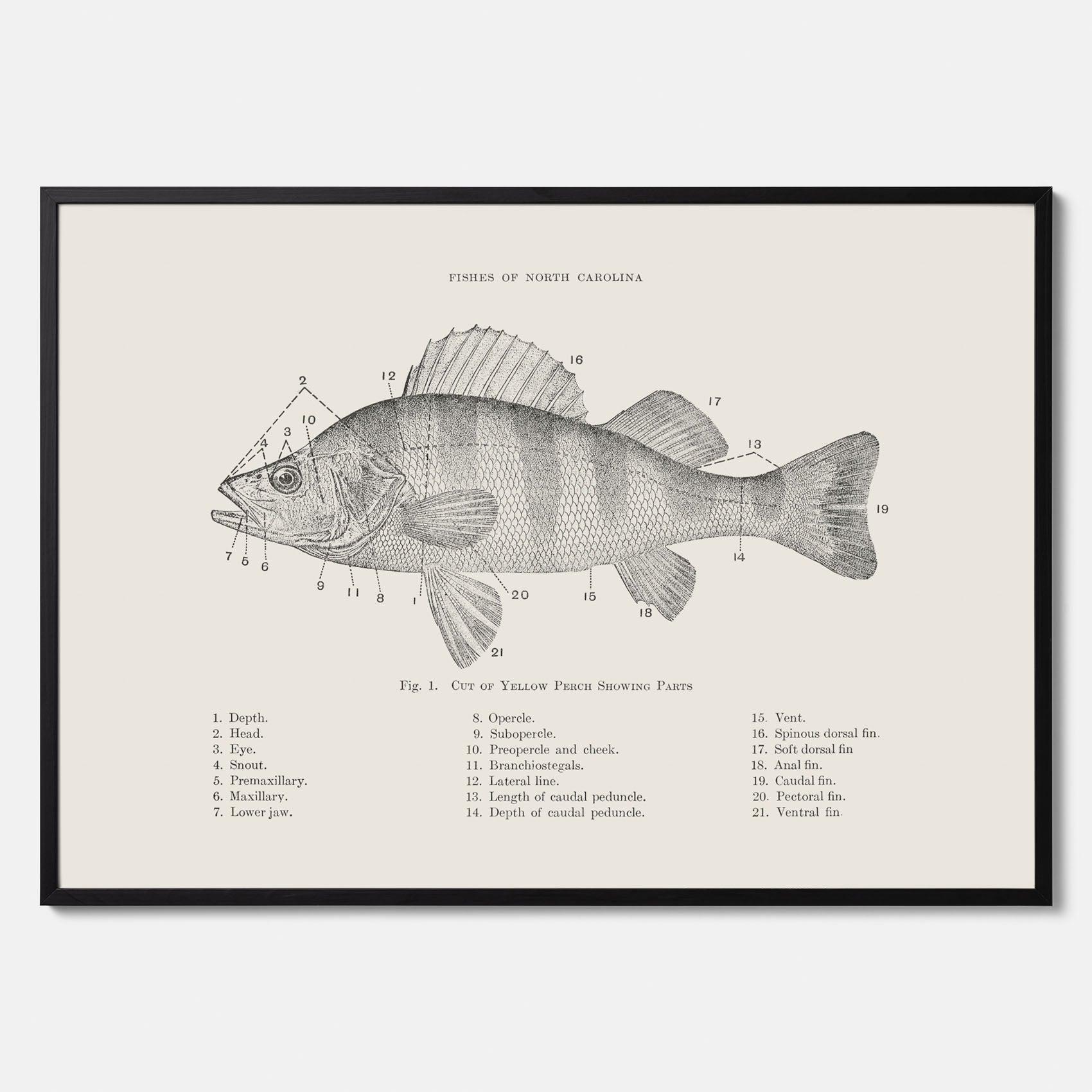 Abborre poster No.2 – Fiskposter – Plansch med fisk, kökstavla, köksposter, poster till kök