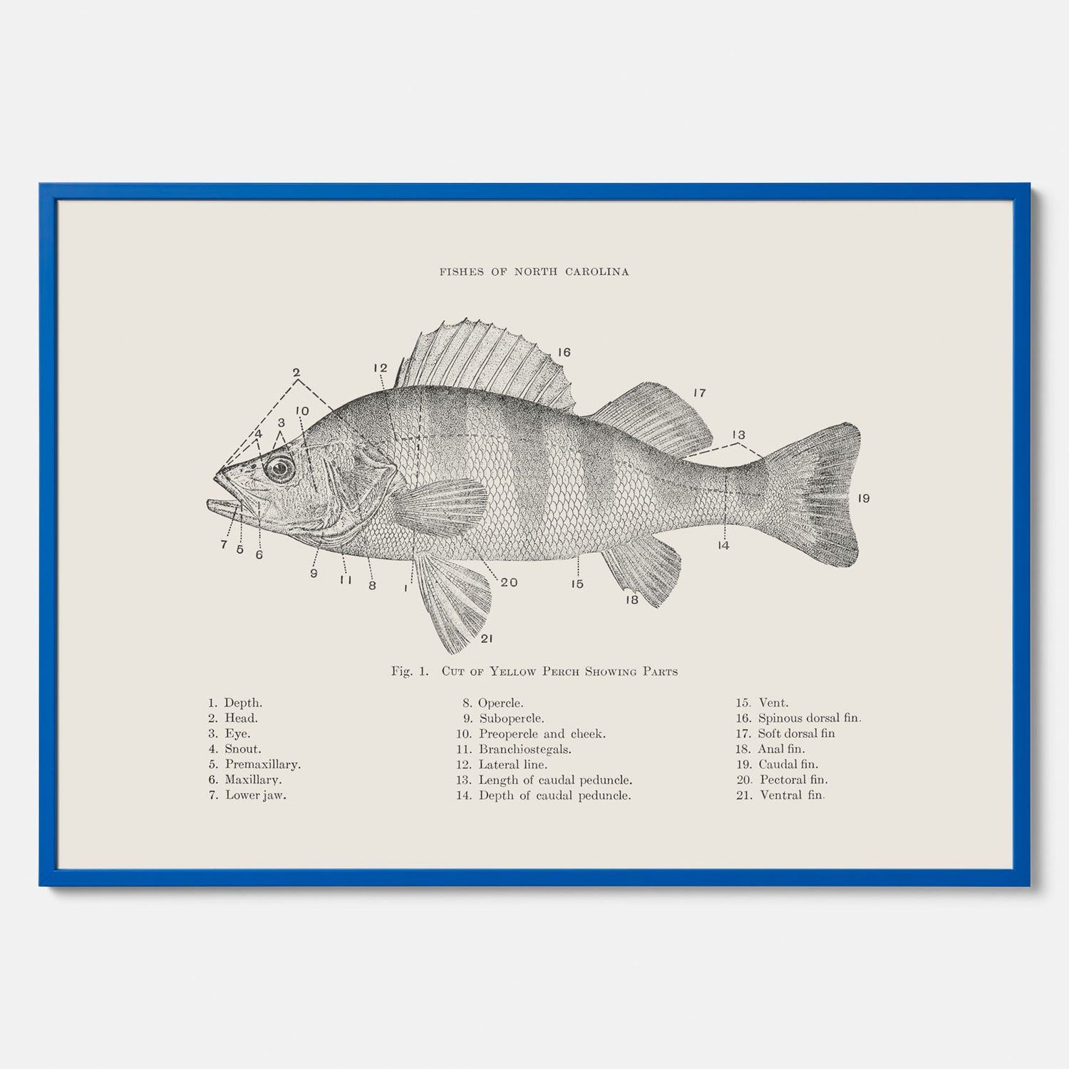 Abborre poster No.2 – Fiskposter – Plansch med fisk, kökstavla, köksposter, poster till kök