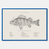 Abborre poster No.2 – Fiskposter – Plansch med fisk, kökstavla, köksposter, poster till kök