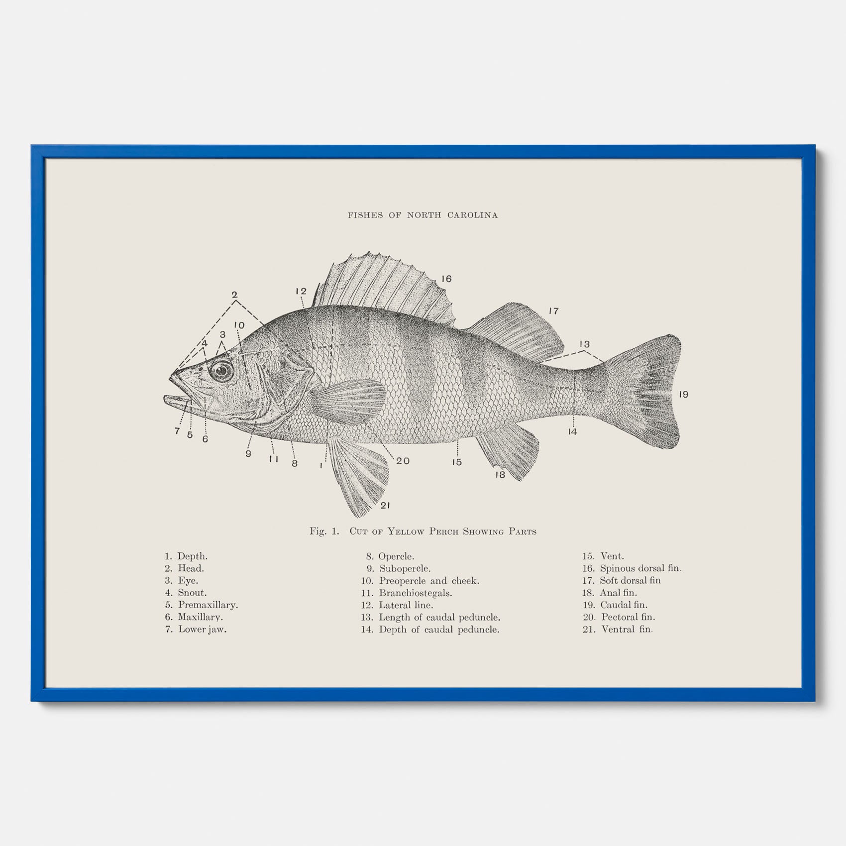 Abborre poster No.2 – Fiskposter – Plansch med fisk, kökstavla, köksposter, poster till kök
