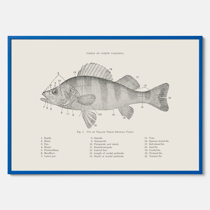 Abborre poster No.2 – Fiskposter – Plansch med fisk, kökstavla, köksposter, poster till kök