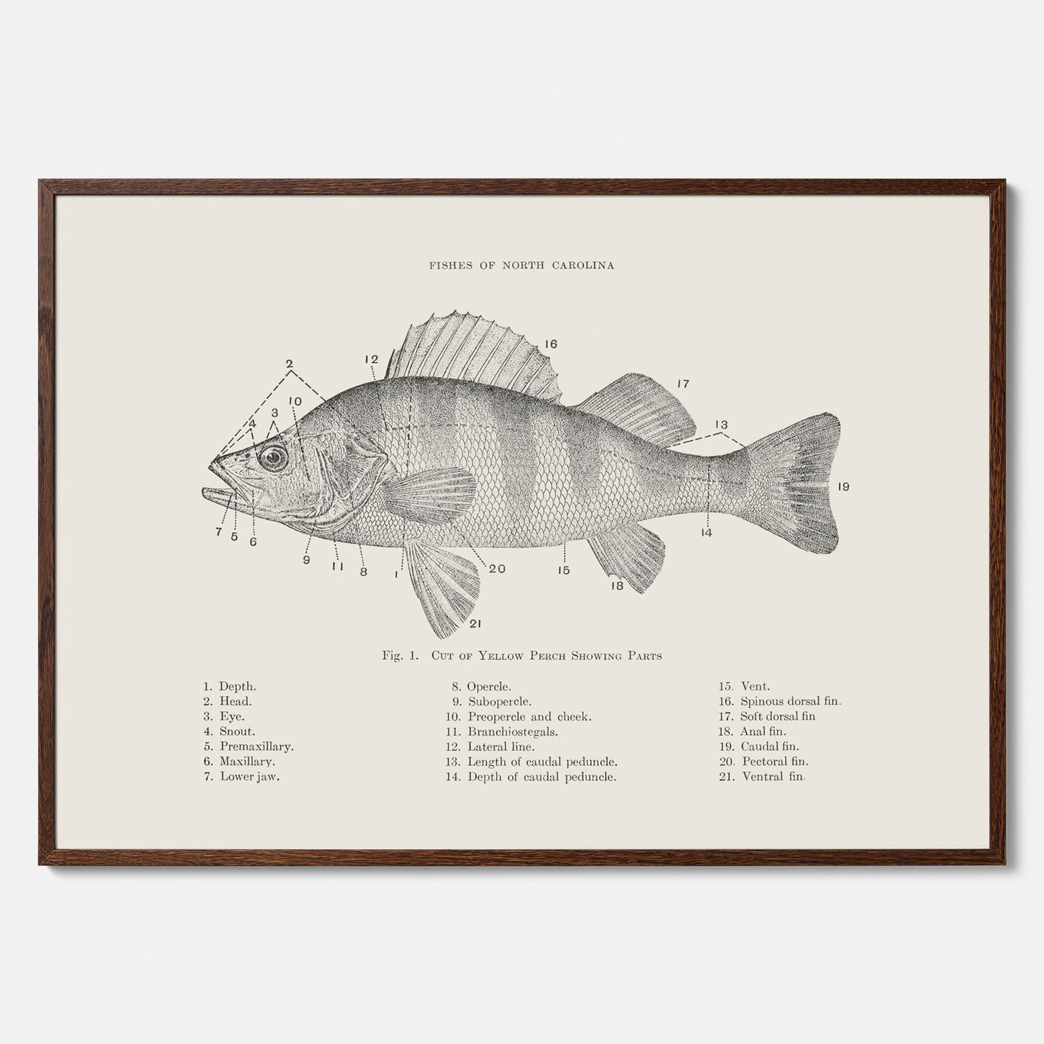 Abborre poster No.2 – Fiskposter – Plansch med fisk, kökstavla, köksposter, poster till kök
