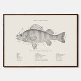 Abborre poster No.2 – Fiskposter – Plansch med fisk, kökstavla, köksposter, poster till kök