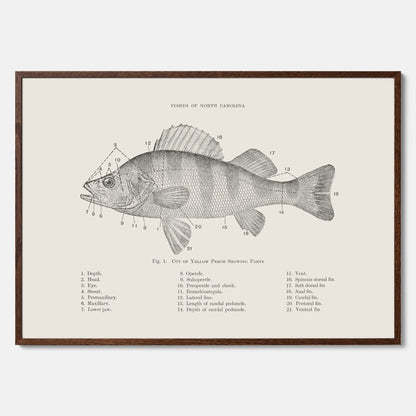 Abborre poster No.2 – Fiskposter – Plansch med fisk, kökstavla, köksposter, poster till kök
