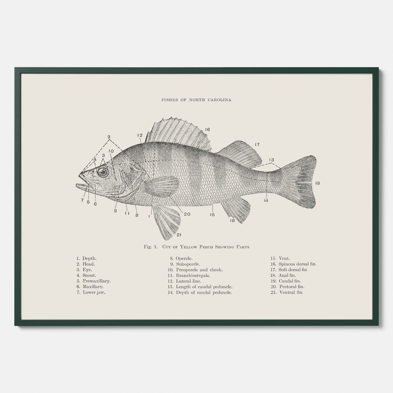 Abborre poster No.2 – Fiskposter – Plansch med fisk, kökstavla, köksposter, poster till kök