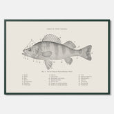 Abborre poster No.2 – Fiskposter – Plansch med fisk, kökstavla, köksposter, poster till kök