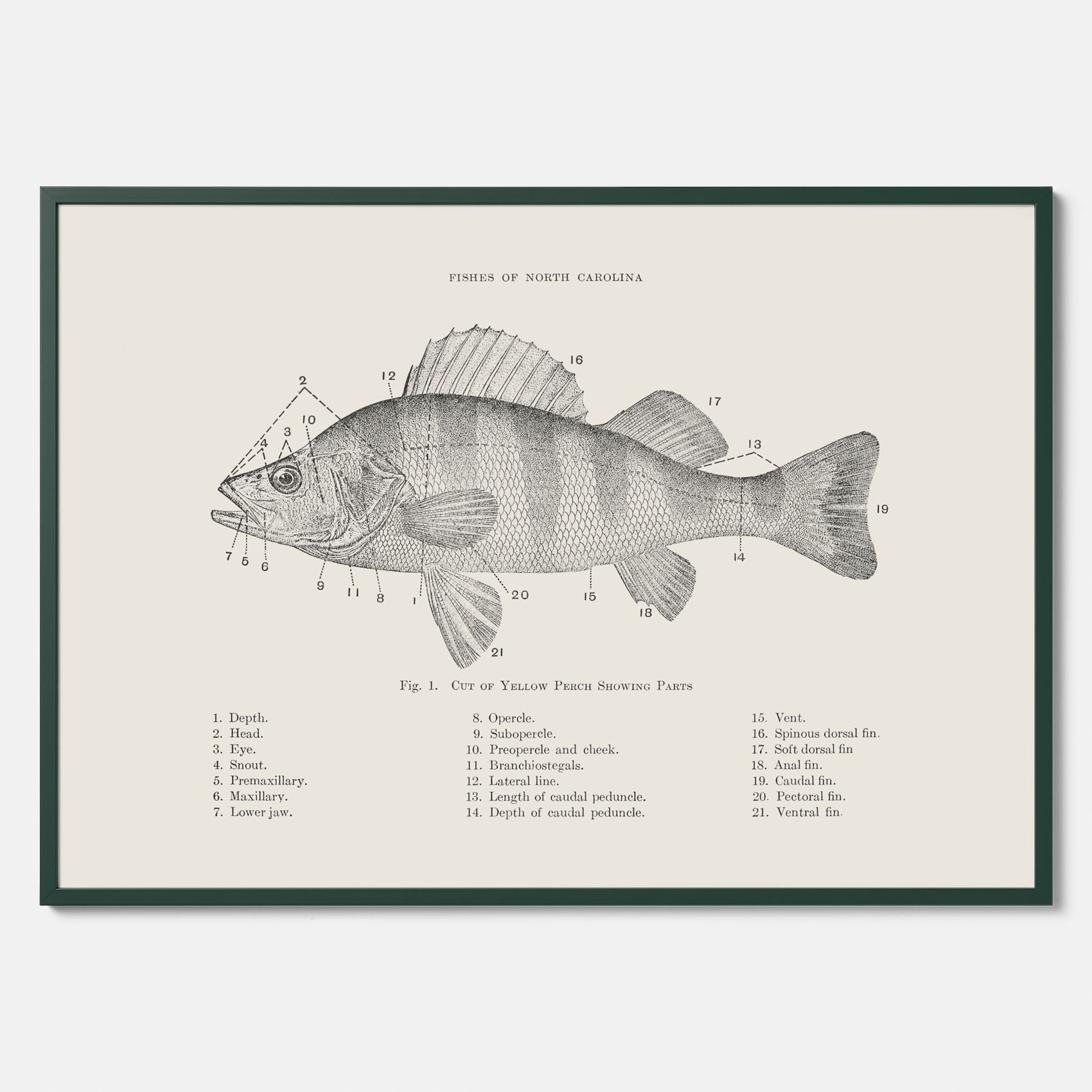 Abborre poster No.2 – Fiskposter – Plansch med fisk, kökstavla, köksposter, poster till kök