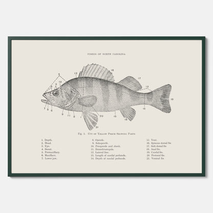 Abborre poster No.2 – Fiskposter – Plansch med fisk, kökstavla, köksposter, poster till kök