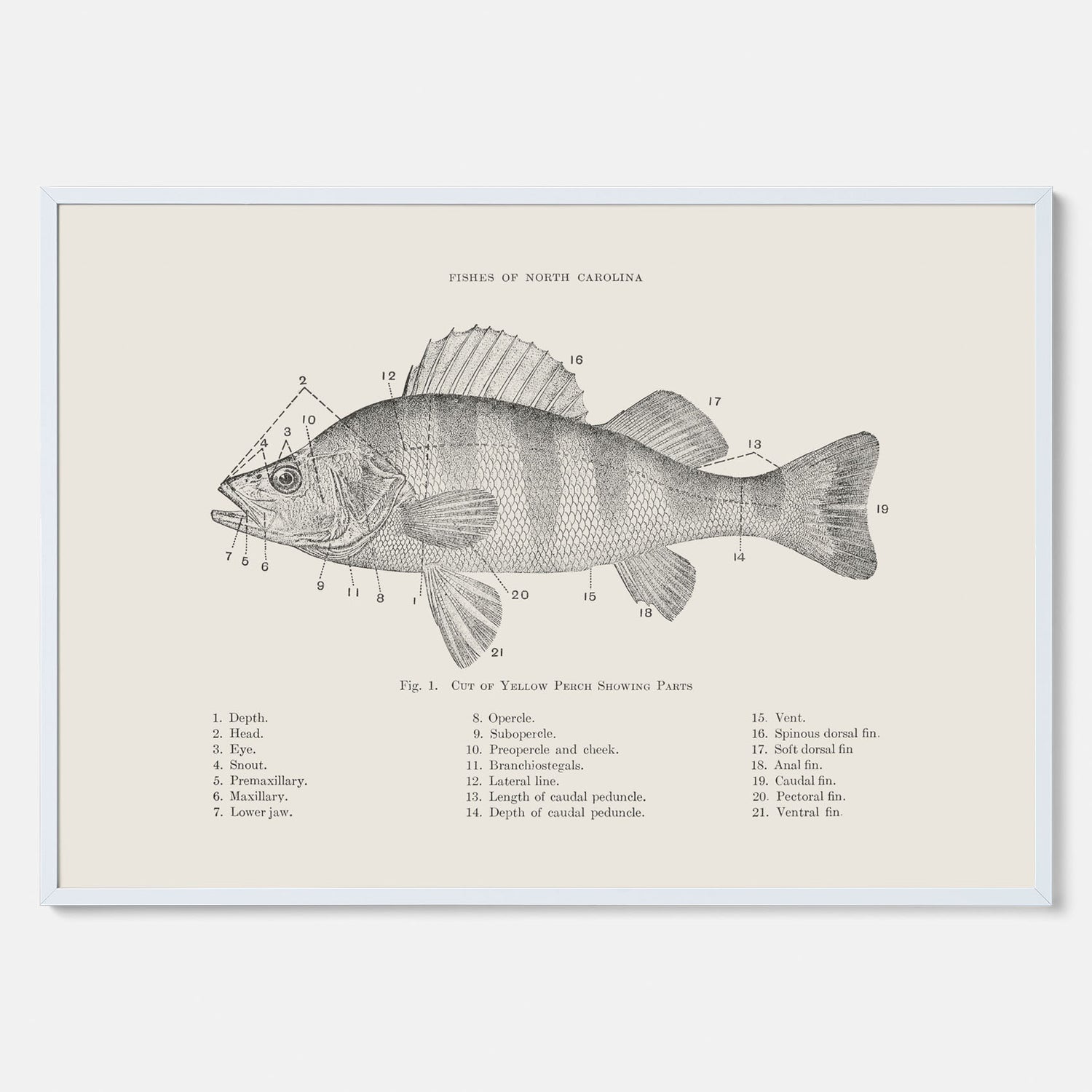Abborre poster No.2 – Fiskposter – Plansch med fisk, kökstavla, köksposter, poster till kök