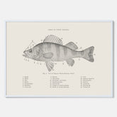 Abborre poster No.2 – Fiskposter – Plansch med fisk, kökstavla, köksposter, poster till kök