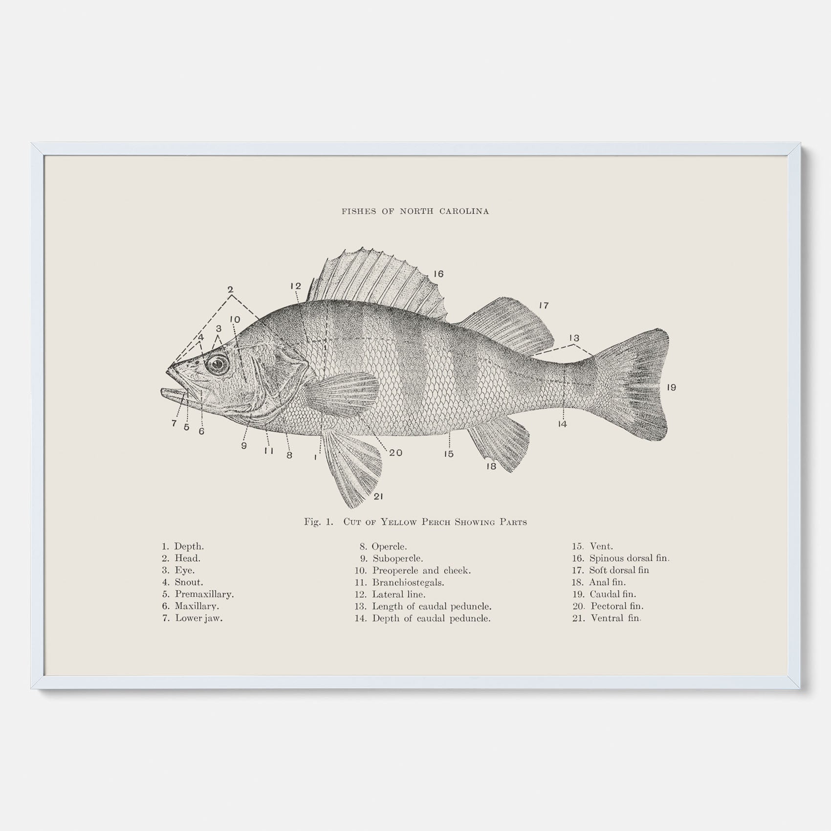 Abborre poster No.2 – Fiskposter – Plansch med fisk, kökstavla, köksposter, poster till kök