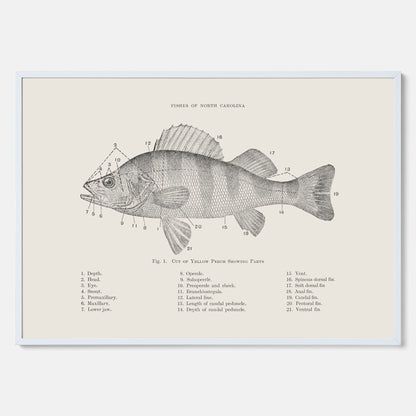 Abborre poster No.2 – Fiskposter – Plansch med fisk, kökstavla, köksposter, poster till kök