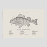 Abborre poster No.2 – Fiskposter – Plansch med fisk, kökstavla, köksposter, poster till kök