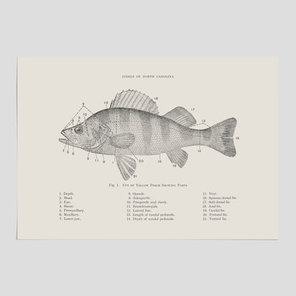 Abborre poster No.2 – Fiskposter – Plansch med fisk, kökstavla, köksposter, poster till kök