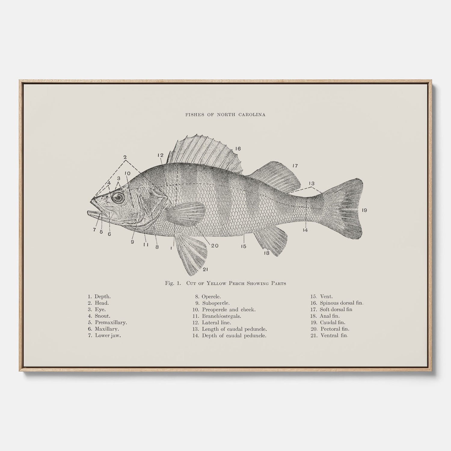 Canvas med Abborre poster No.2 – Fiskposter – Plansch med fisk, kökstavla, köksposter, poster till kök