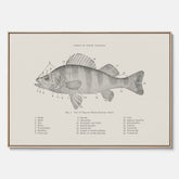 Canvas med Abborre poster No.2 – Fiskposter – Plansch med fisk, kökstavla, köksposter, poster till kök