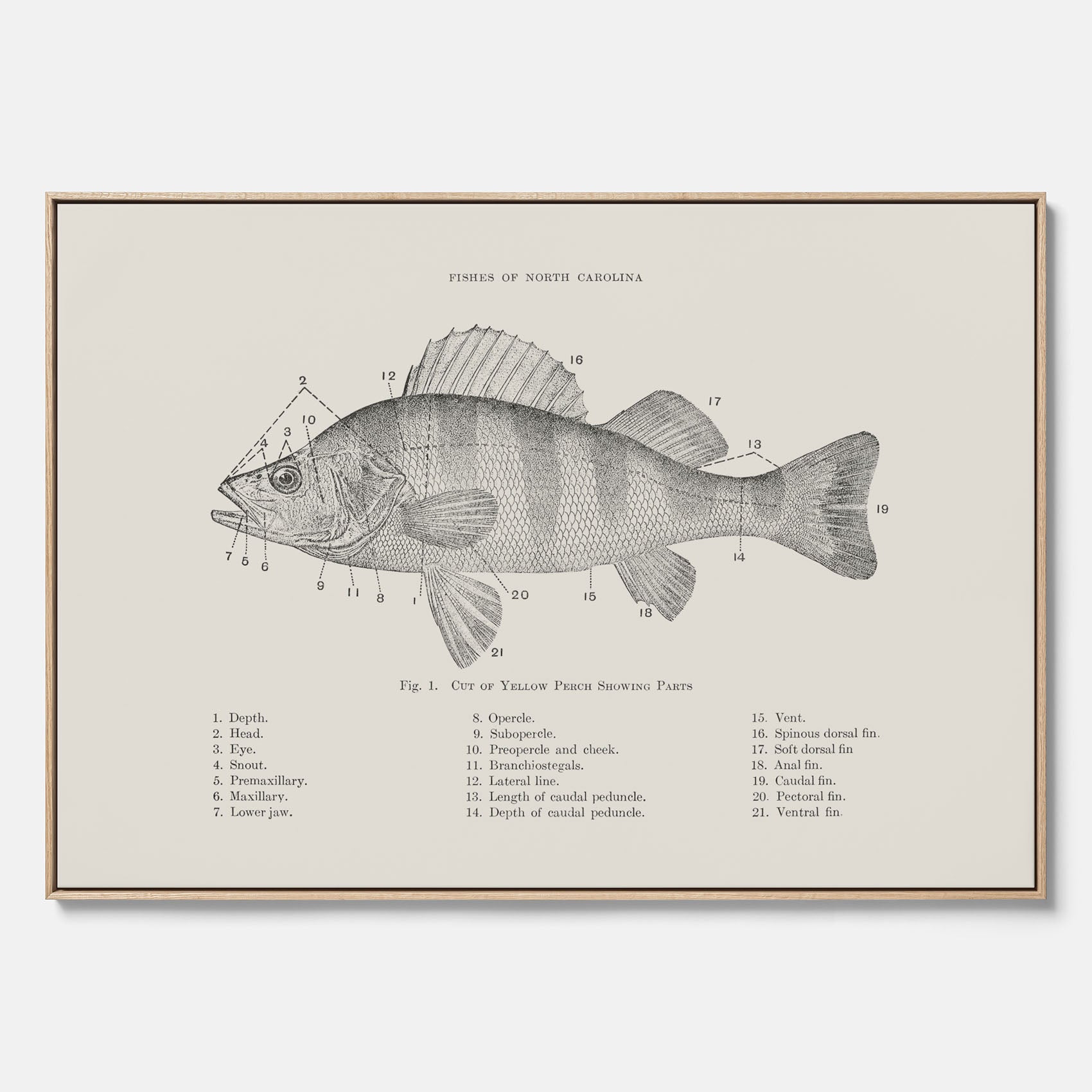 Canvas med Abborre poster No.2 – Fiskposter – Plansch med fisk, kökstavla, köksposter, poster till kök