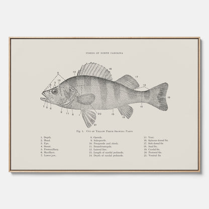 Canvas med Abborre poster No.2 – Fiskposter – Plansch med fisk, kökstavla, köksposter, poster till kök