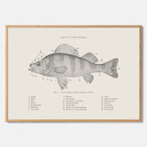 Abborre poster No.2 – Fiskposter – Plansch med fisk, kökstavla, köksposter, poster till kök