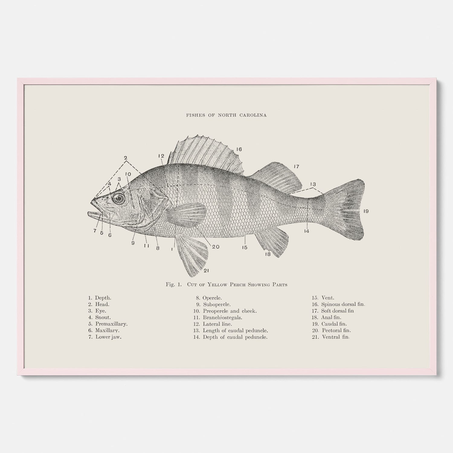 Abborre poster No.2 – Fiskposter – Plansch med fisk, kökstavla, köksposter, poster till kök