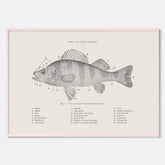 Abborre poster No.2 – Fiskposter – Plansch med fisk, kökstavla, köksposter, poster till kök