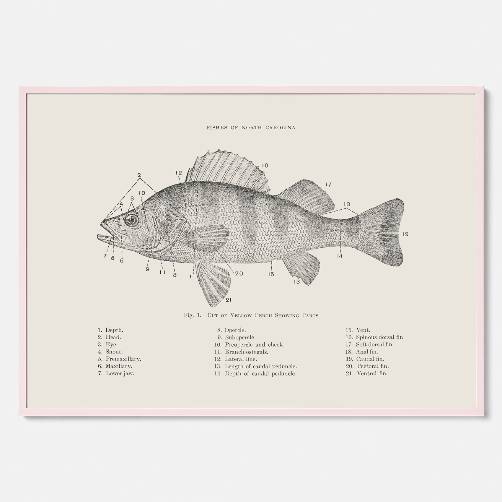 Abborre poster No.2 – Fiskposter – Plansch med fisk, kökstavla, köksposter, poster till kök