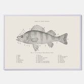 Abborre poster No.2 – Fiskposter – Plansch med fisk, kökstavla, köksposter, poster till kök