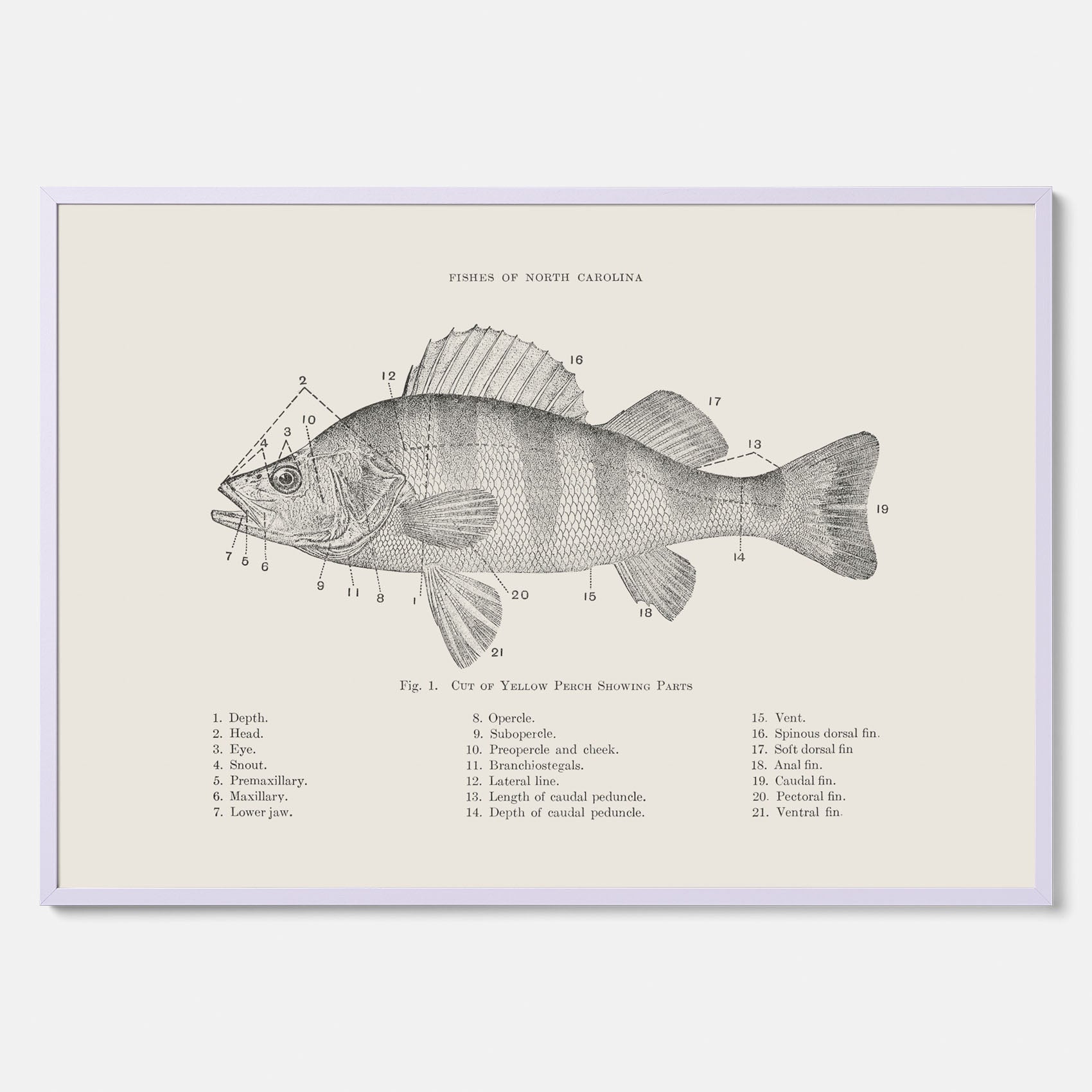 Abborre poster No.2 – Fiskposter – Plansch med fisk, kökstavla, köksposter, poster till kök