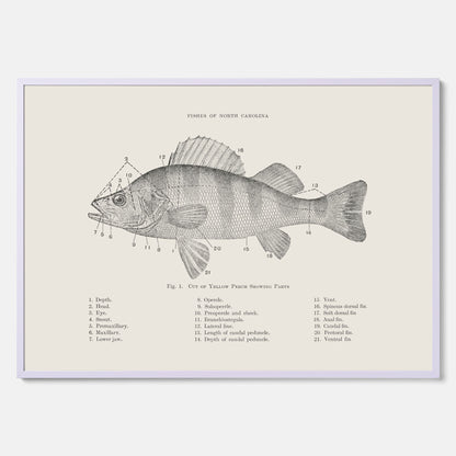 Abborre poster No.2 – Fiskposter – Plansch med fisk, kökstavla, köksposter, poster till kök