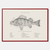 Abborre poster No.2 – Fiskposter – Plansch med fisk, kökstavla, köksposter, poster till kök