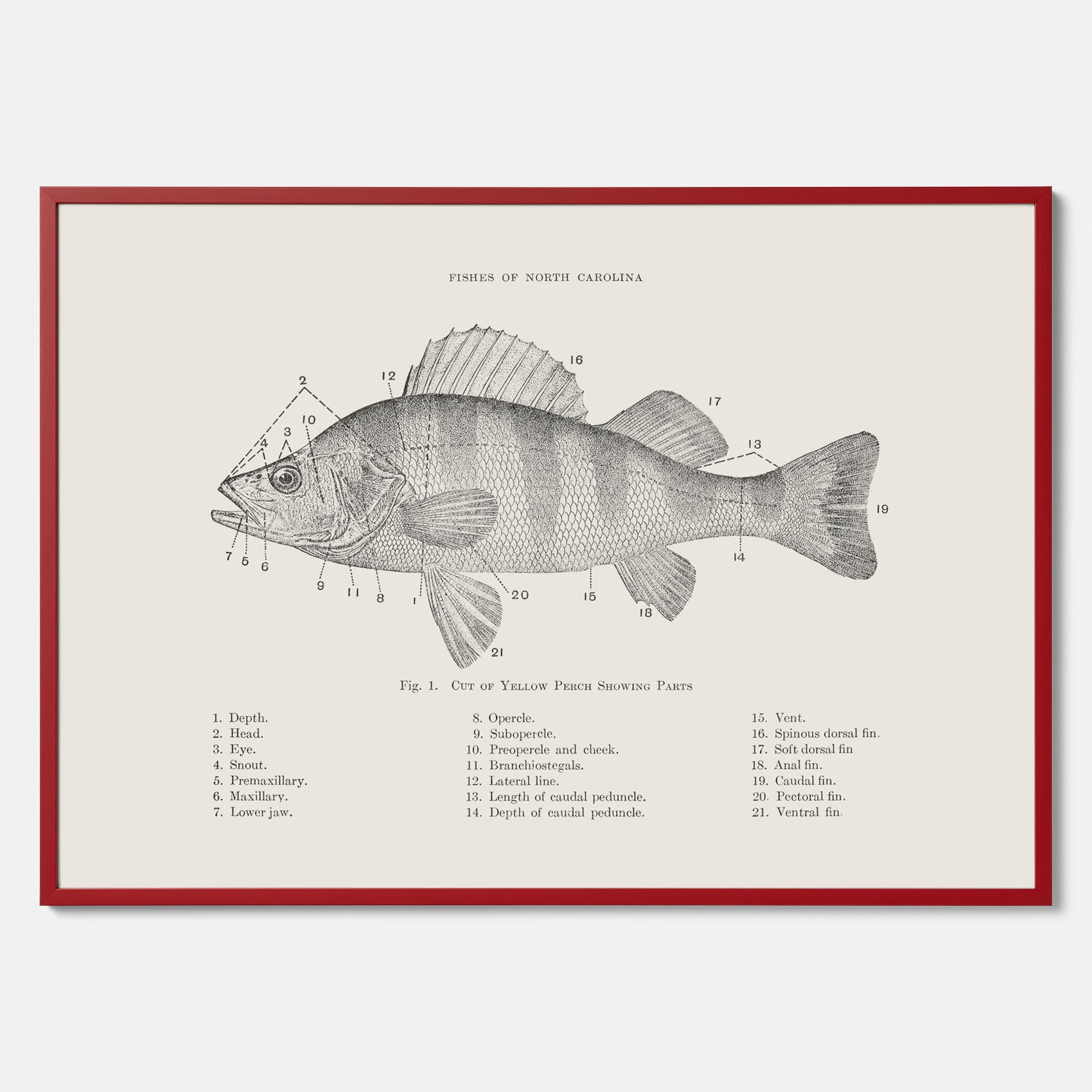 Abborre poster No.2 – Fiskposter – Plansch med fisk, kökstavla, köksposter, poster till kök