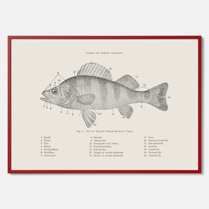 Abborre poster No.2 – Fiskposter – Plansch med fisk, kökstavla, köksposter, poster till kök