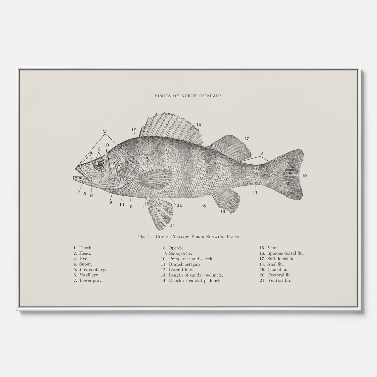 Canvas med Abborre poster No.2 – Fiskposter – Plansch med fisk, kökstavla, köksposter, poster till kök