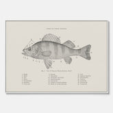 Canvas med Abborre poster No.2 – Fiskposter – Plansch med fisk, kökstavla, köksposter, poster till kök