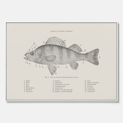 Canvas med Abborre poster No.2 – Fiskposter – Plansch med fisk, kökstavla, köksposter, poster till kök