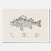 Abborre poster No.2 – Fiskposter – Plansch med fisk, kökstavla, köksposter, poster till kök